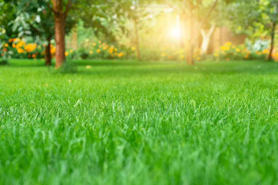 Lawn Care Mistakes To Avoid For A Healthier Lawn Sacramento, CA Lawn Care Mistakes To Avoid For A Healthier Lawn Sacramento, CA