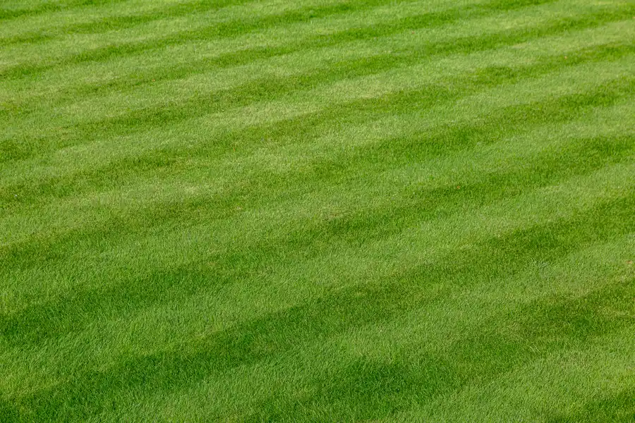 The Future Of Smart Tech In Lawn Care And Landscaping Sacramento, CA The Future Of Smart Tech In Lawn Care And Landscaping Sacramento, CA